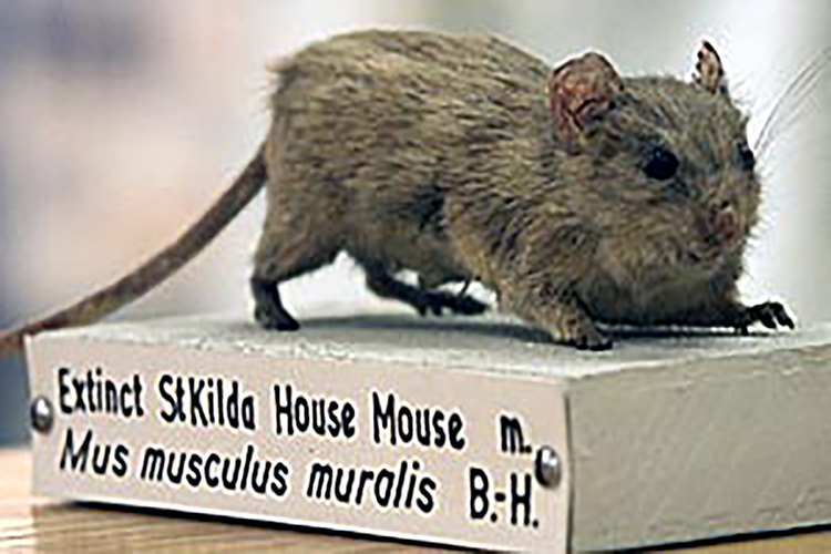 St Kilda house mouse (Mus musculus muralis)